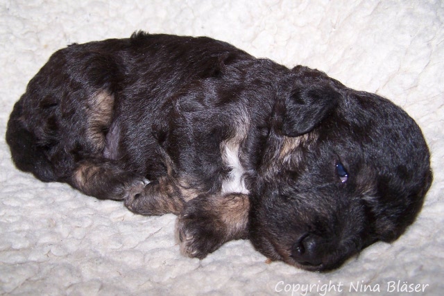 Arc-en-ciel Arlequin - 30.01 (4).JPG